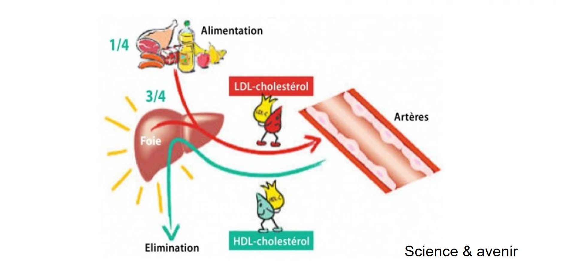 Le transport du cholestérol dans le corps